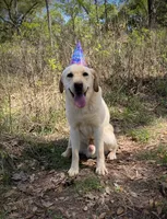 George, a male Labrador Retriever for sale in Albany, GA – 8 of 8