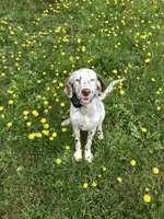 Sue, a female English Setter for sale in Albany, GA – 5 of 7