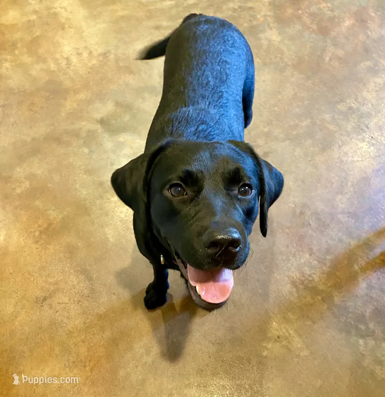 Dakota, a female Labrador Retriever for sale in Albany, GA – 1 of 5