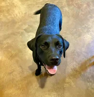 Dakota, a female Labrador Retriever for sale in Albany, GA – 1 of 5