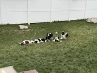 Orange boy, a male Poodle - Standard  for sale in Kaysville, UT – Photo 6 of 7