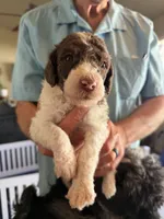 Orange boy, a male Poodle - Standard  for sale in Kaysville, UT – Photo 3 of 7