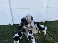 Orange boy, a male Poodle - Standard  for sale in Kaysville, UT – Photo 7 of 7