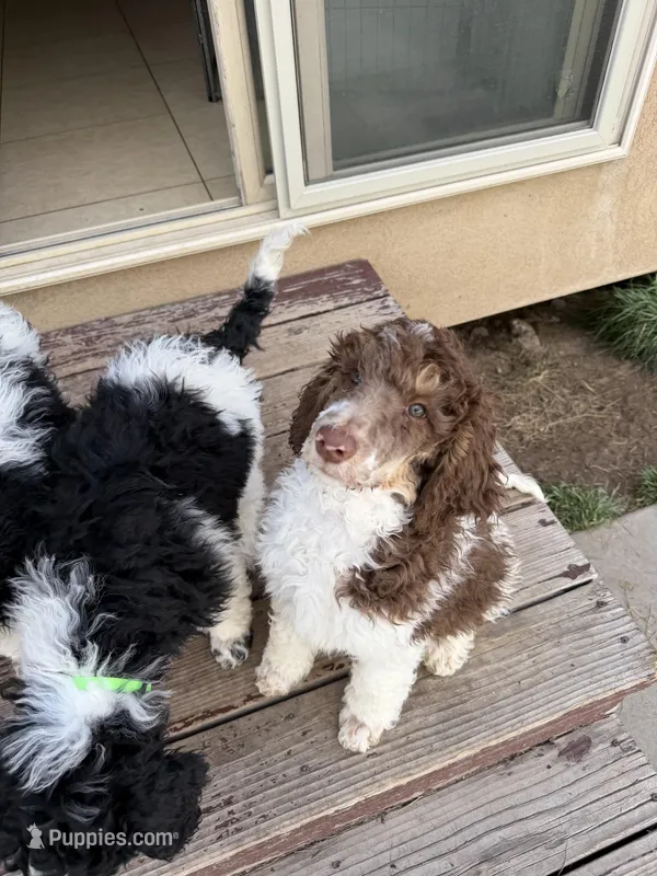 Orange boy – Poodle - Standard  puppy for sale in Kaysville, UT