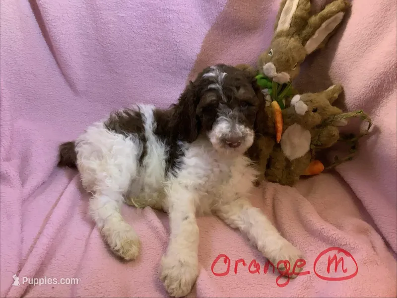 Orange boy – Poodle - Standard  puppy for sale in Kaysville, UT