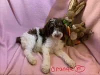 Orange boy, a male Poodle - Standard  for sale in Kaysville, UT – Photo 2 of 7