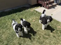 Purple boy, a male Poodle - Standard  for sale in Kaysville, UT – 4 of 4