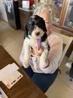 Purple boy, a male Poodle - Standard  for sale in Kaysville, UT – Photo 3 of 7