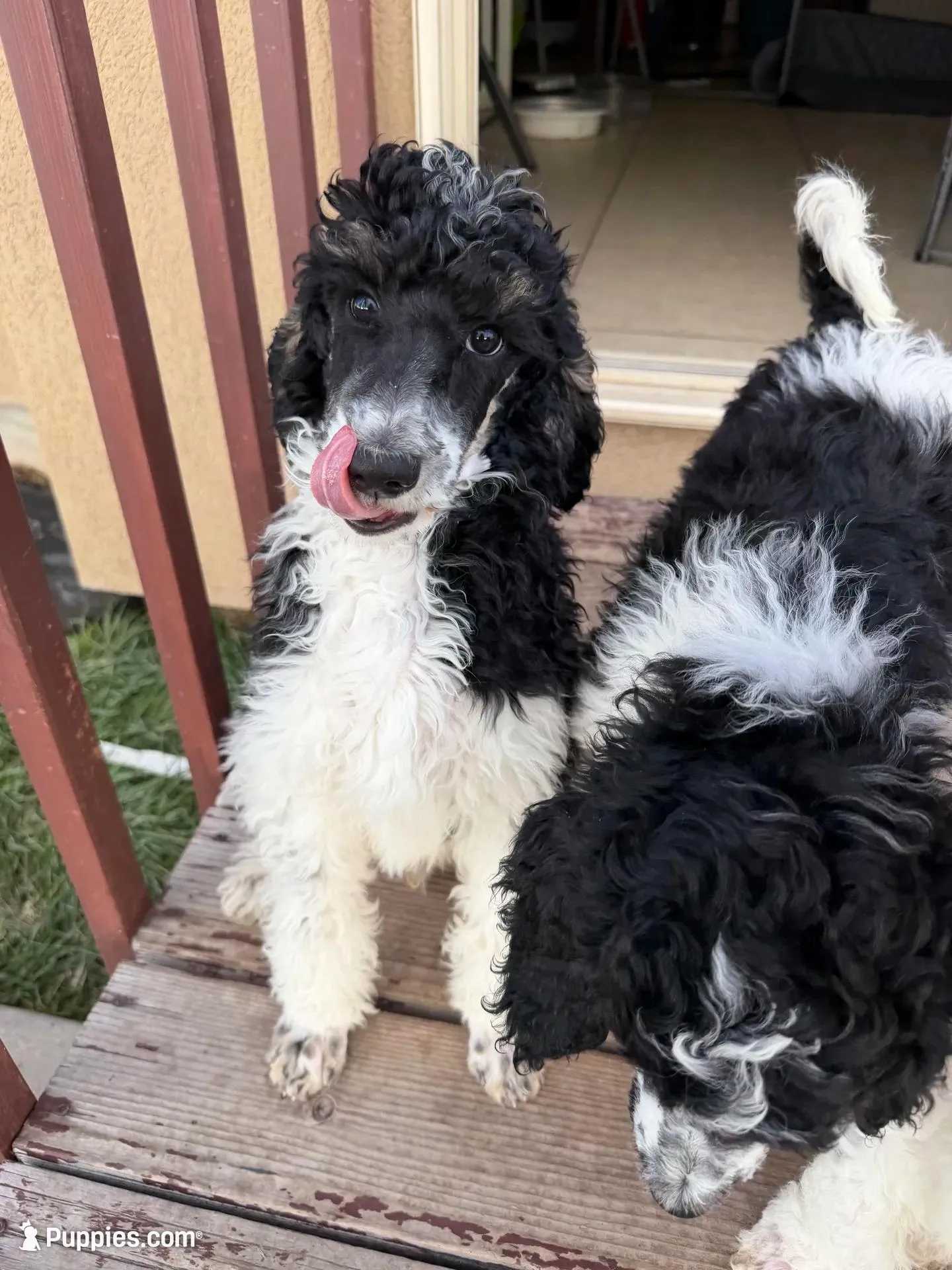 Purple boy – Poodle - Standard  puppy for sale in Kaysville, UT