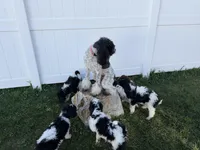 Purple boy, a male Poodle - Standard  for sale in Kaysville, UT – Photo 6 of 7