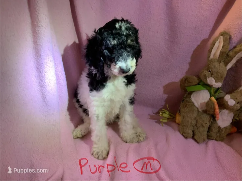 Purple boy – Poodle - Standard  puppy for sale in Kaysville, UT
