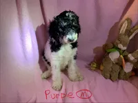 Purple boy, a male Poodle - Standard  for sale in Kaysville, UT – Photo 1 of 7