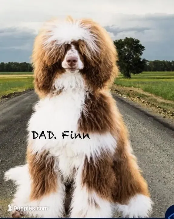 Purple boy, a male Poodle - Standard  for sale in Kaysville, UT – 3 of 4