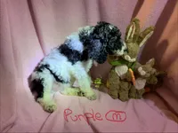 Purple boy, a male Poodle - Standard  for sale in Kaysville, UT – Photo 2 of 7