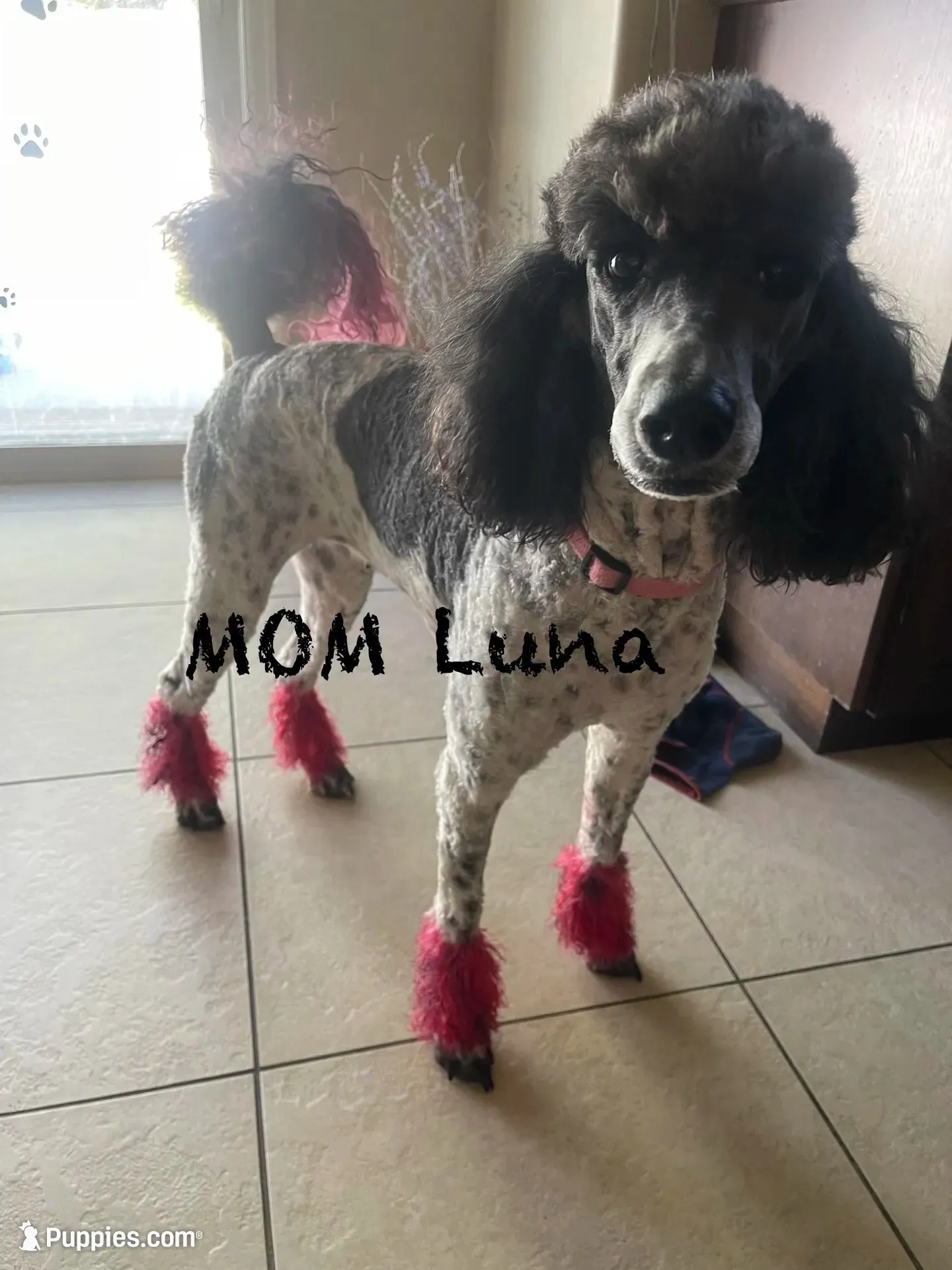 Purple boy, a male Poodle - Standard  for sale in Kaysville, UT – 2 of 4