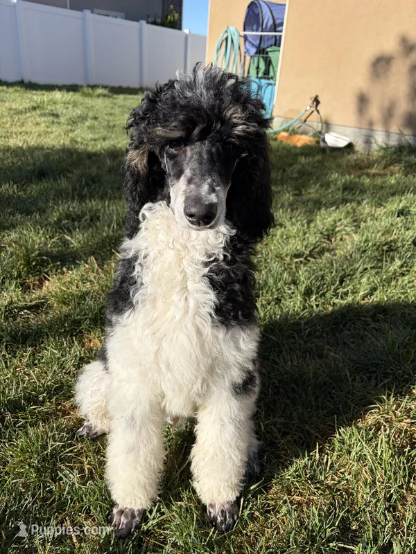 Purple boy – Poodle - Standard  puppy for sale in Kaysville, UT