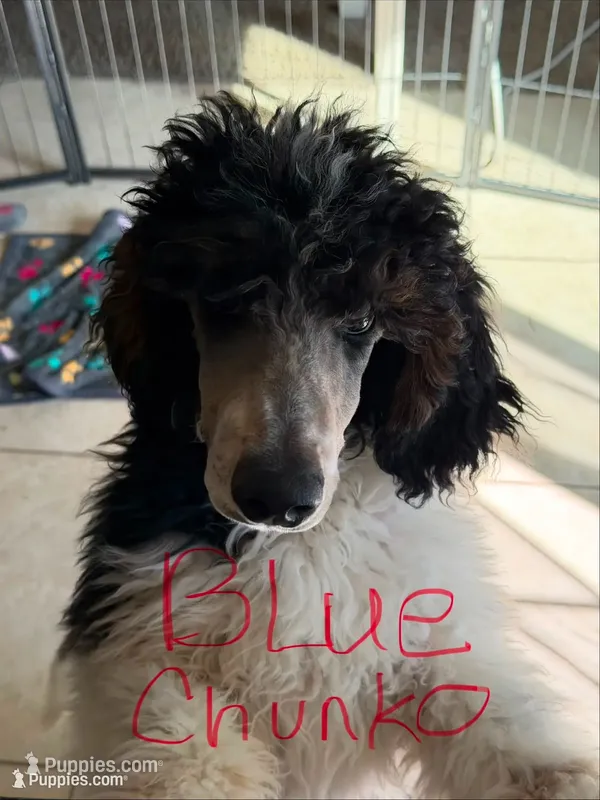 Blue boy – Poodle - Standard  puppy for sale in Kaysville, UT