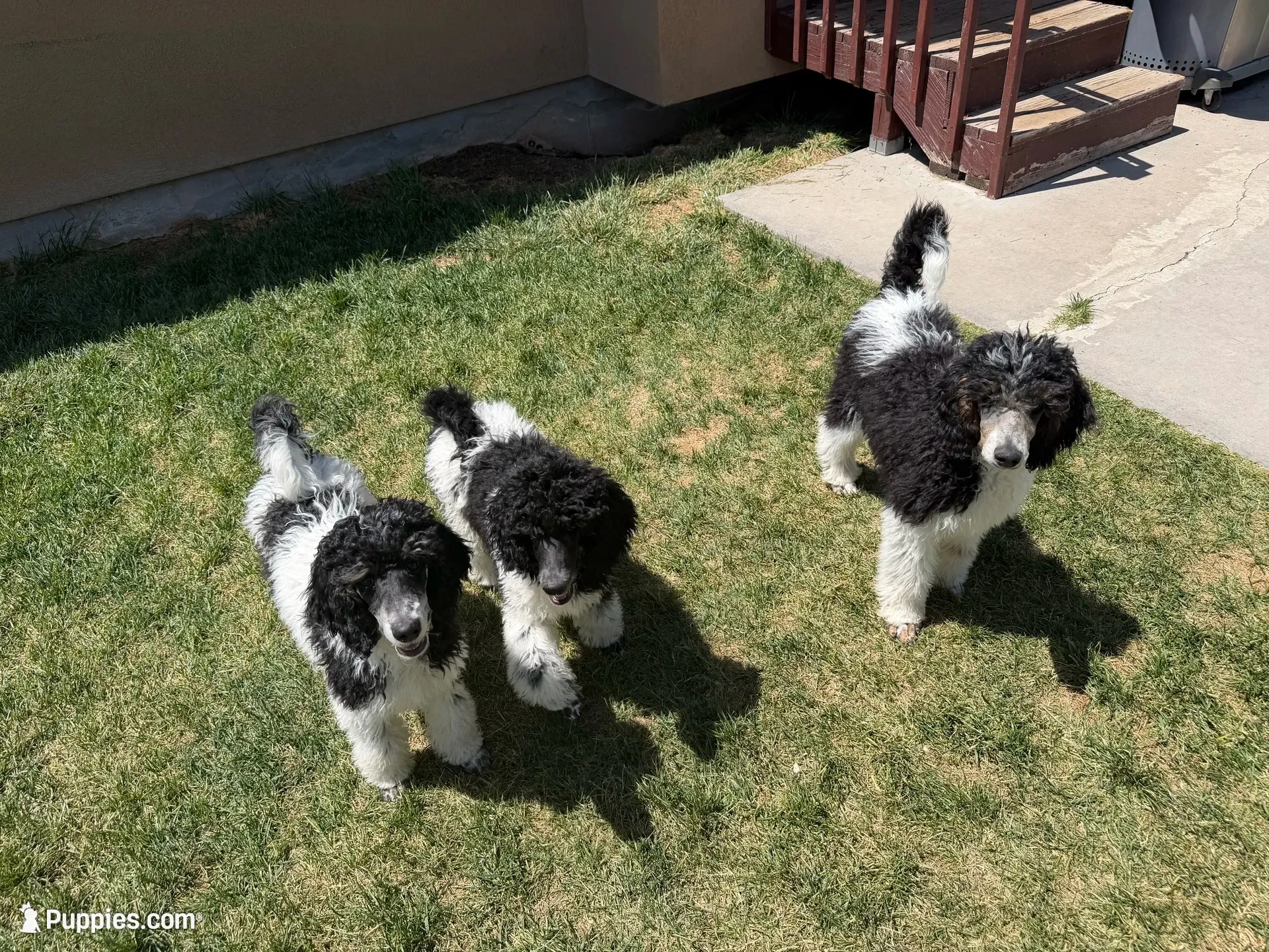Yellow boy, a male Poodle - Standard  for sale in Kaysville, UT – 2 of 4