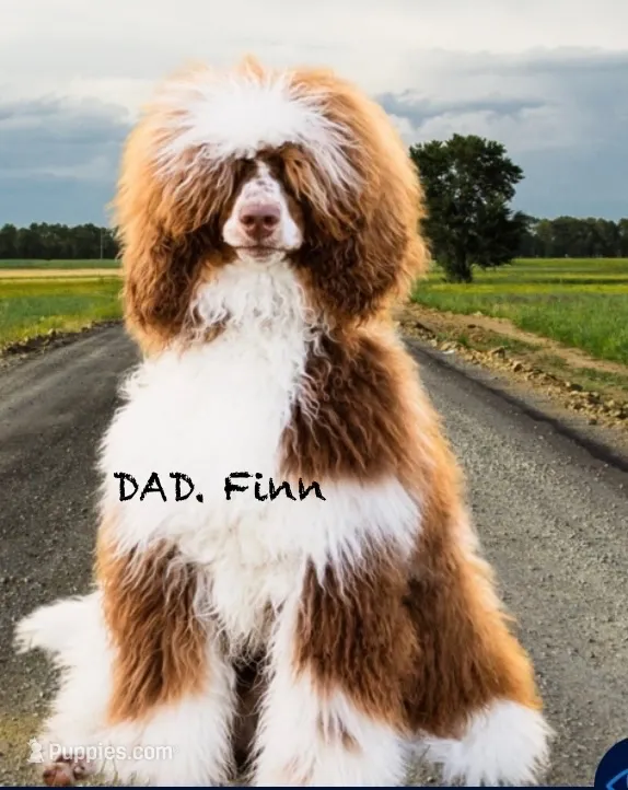 Yellow boy, a male Poodle - Standard  for sale in Kaysville, UT – 4 of 4