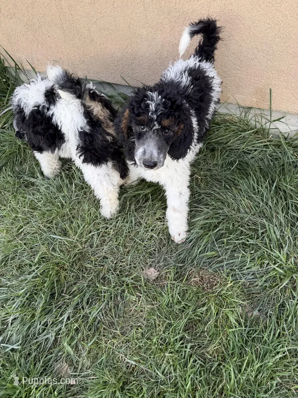 Blue boy – Poodle - Standard  puppy for sale in Kaysville, UT