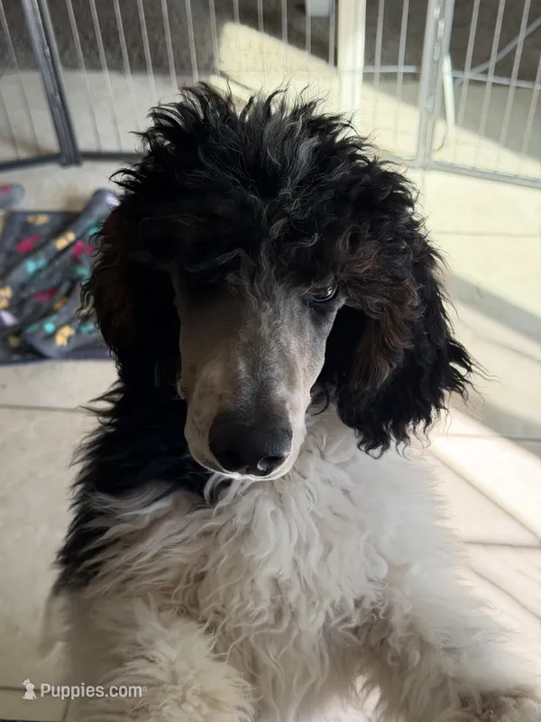 Blue boy – Poodle - Standard  puppy for sale in Kaysville, UT