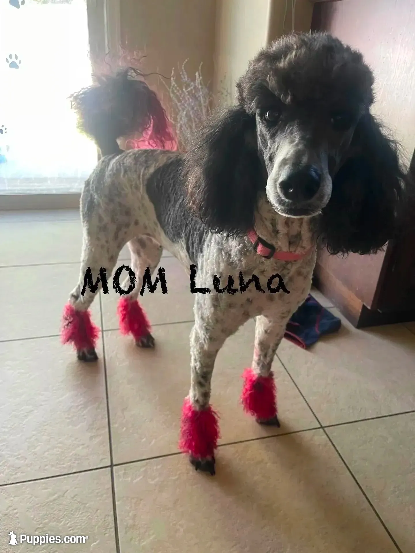 Blue boy, a male Poodle - Standard  for sale in Kaysville, UT – 3 of 4