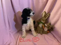 Blue boy, a male Poodle - Standard  for sale in Kaysville, UT – Photo 2 of 6