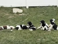 Blue boy, a male Poodle - Standard  for sale in Kaysville, UT – Photo 6 of 6