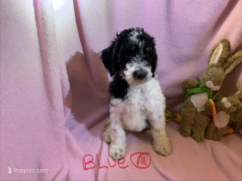 Blue boy – Poodle - Standard  puppy for sale in Kaysville, UT