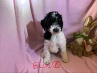 Blue boy, a male Poodle - Standard  for sale in Kaysville, UT – Photo 1 of 6