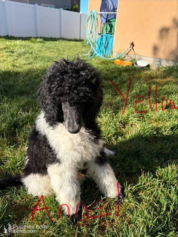 Yellow boy – Poodle - Standard  puppy for sale in Kaysville, UT