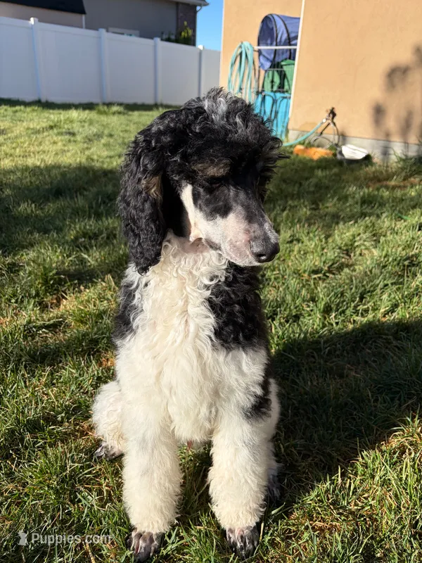 Purple boy – Poodle - Standard  puppy for sale in Kaysville, UT
