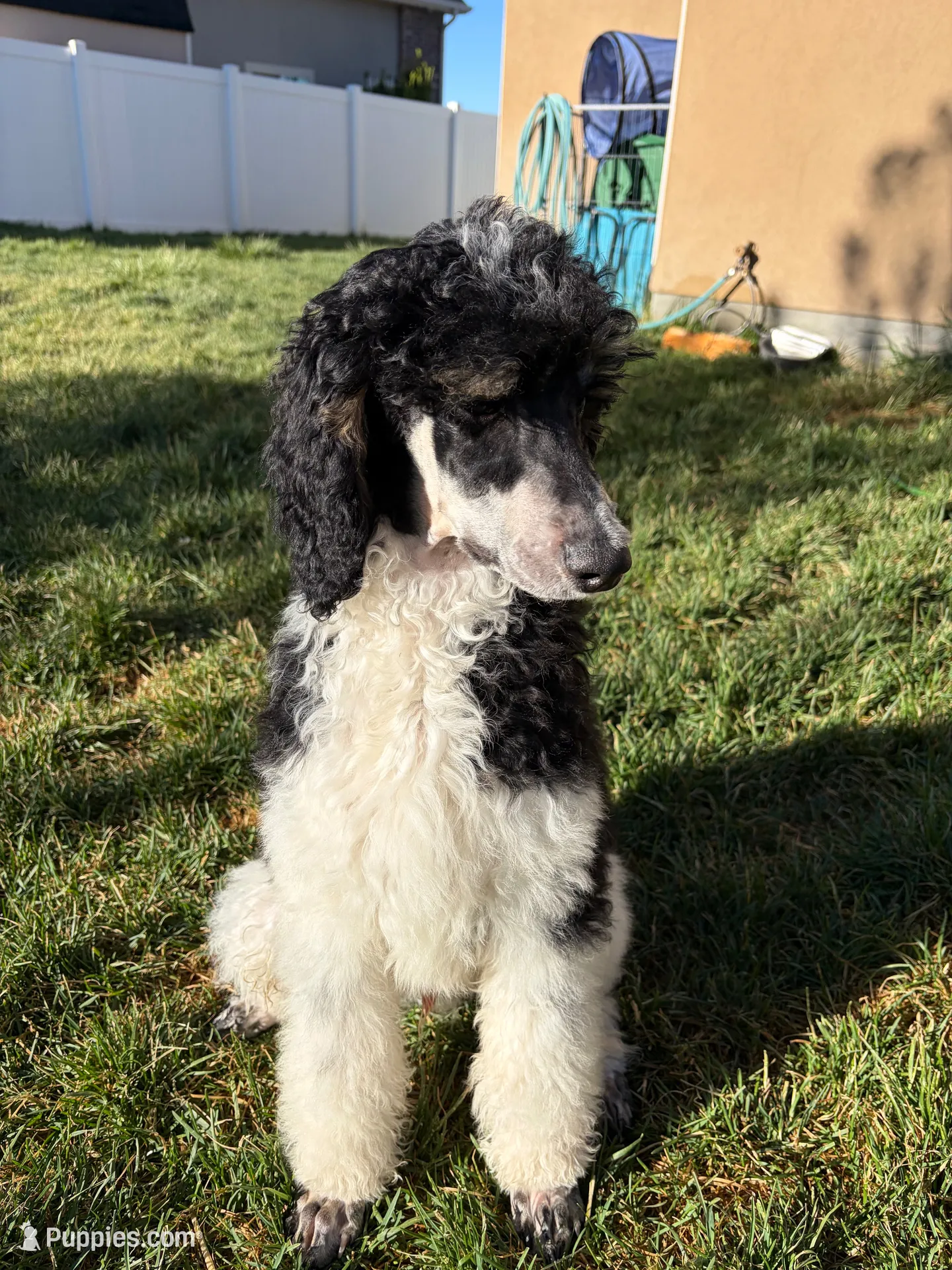 Purple boy, a male Poodle - Standard  for sale in Kaysville, UT – 1 of 4