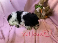 Yellow boy, a male Poodle - Standard  for sale in Kaysville, UT – Photo 2 of 10