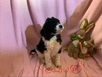 Yellow boy, a male Poodle - Standard  for sale in Kaysville, UT – Photo 4 of 10