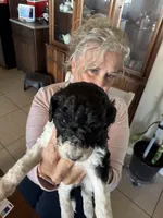 Yellow boy, a male Poodle - Standard  for sale in Kaysville, UT – Photo 6 of 10