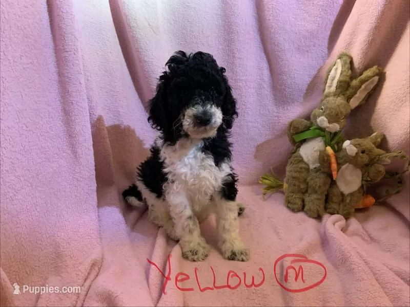 Yellow boy – Poodle - Standard  puppy for sale in Kaysville, UT