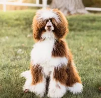 Yellow boy, a male Poodle - Standard  for sale in Kaysville, UT – Photo 7 of 10