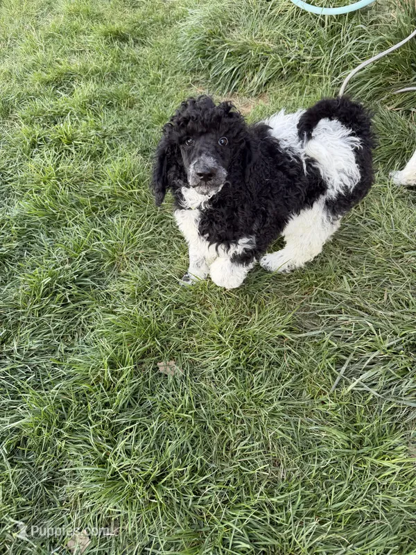 Yellow boy – Poodle - Standard  puppy for sale in Kaysville, UT
