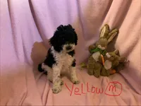 Yellow boy, a male Poodle - Standard  for sale in Kaysville, UT – Photo 3 of 10