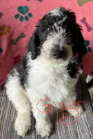 Green girl, a female Poodle - Standard  for sale in Kaysville, UT – Photo 2 of 7