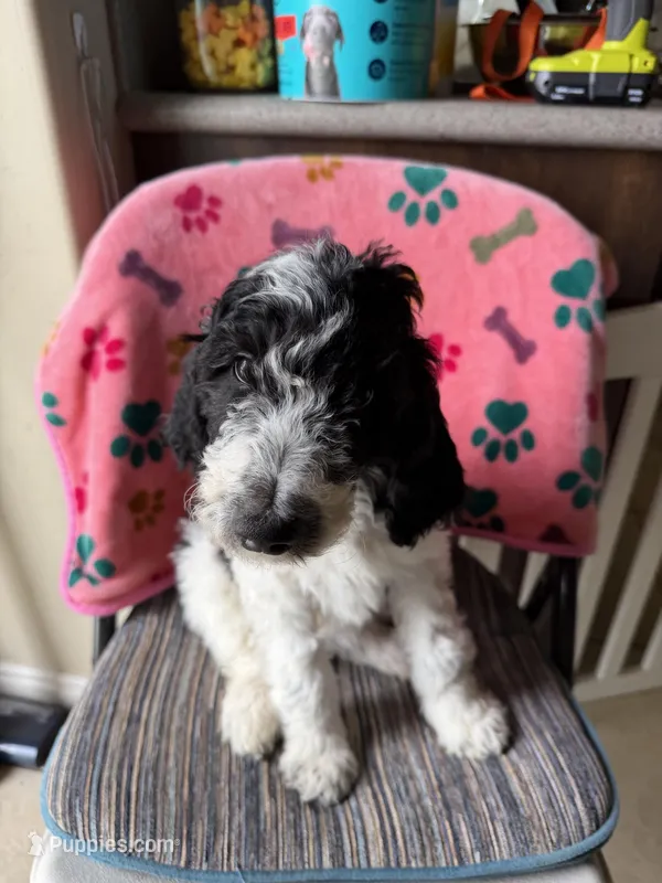 Green girl – Poodle - Standard  puppy for sale in Kaysville, UT