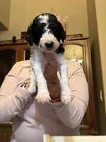 Green girl, a female Poodle - Standard  for sale in Kaysville, UT – Photo 3 of 7