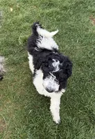 Green girl, a female Poodle - Standard  for sale in Kaysville, UT – Photo 4 of 7
