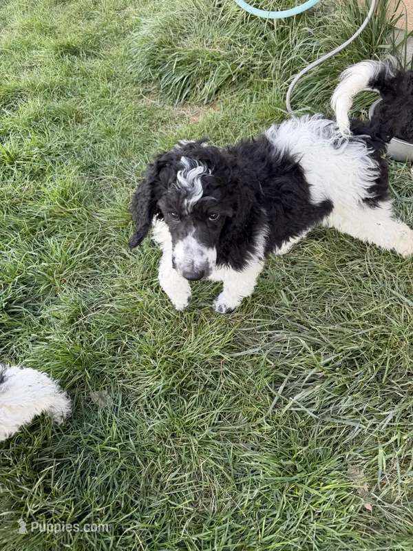 Green girl – Poodle - Standard  puppy for sale in Kaysville, UT