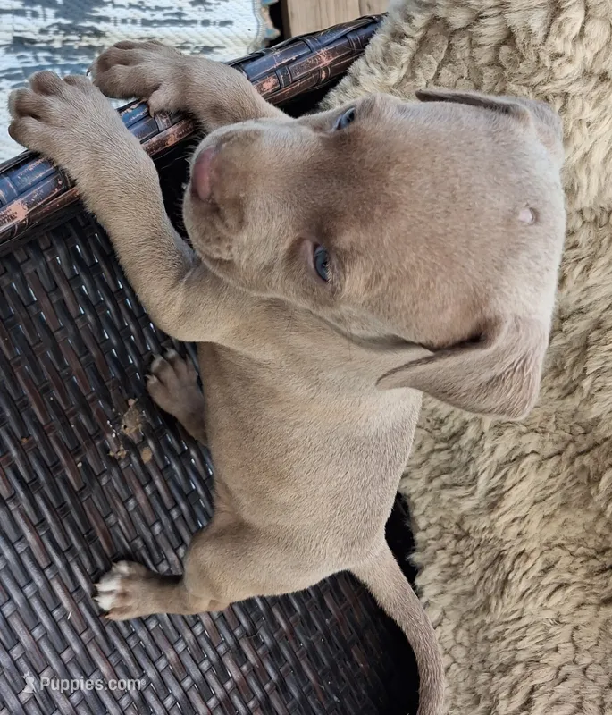 1 – American Bulldog puppy for sale in Theodore, AL