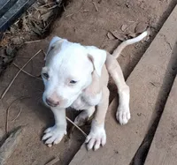 1, a male American Bulldog for sale in Theodore, AL – 10 of 10
