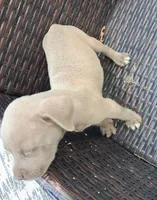 1, a male American Bulldog for sale in Theodore, AL – 2 of 10
