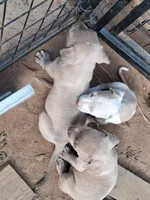 1, a male American Bulldog for sale in Theodore, AL – 3 of 10