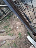 1, a male American Bulldog for sale in Theodore, AL – 9 of 10